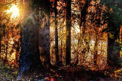 Herbstlich am Schluchsee