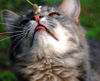 Sweety cat