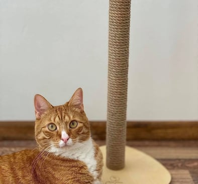 Orange cat sitting next to a scratching post
