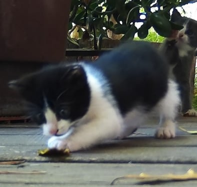 LItter 2, we named this one piggy.