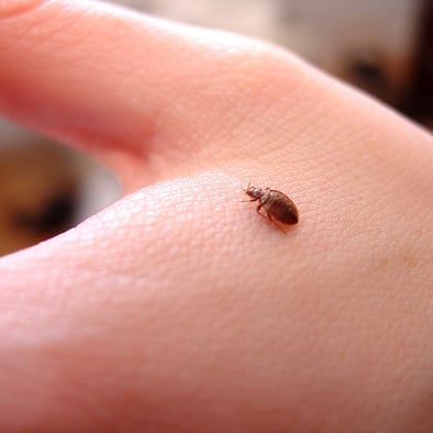 bed bug close up and crawling on a hand