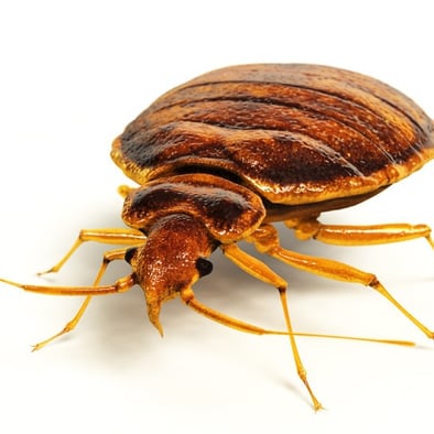 front close up view of a bed bug