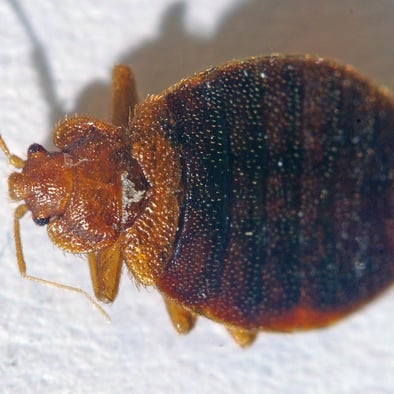 close up image of a bed bug