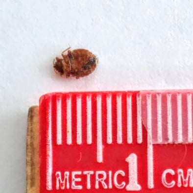 bed bug size comparison