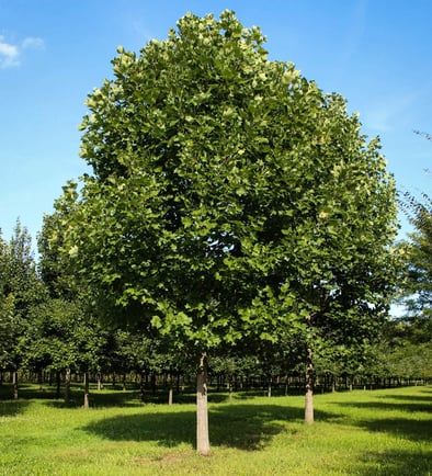 Tree Pruning