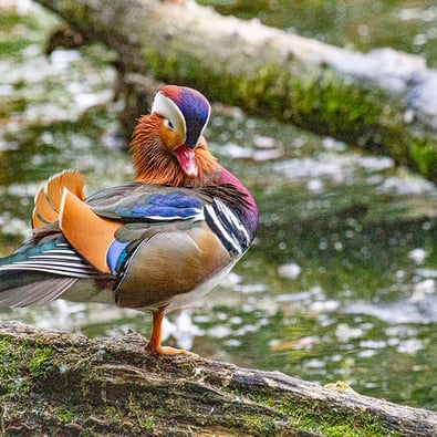 "Mandarin Duck" by Mike Kelly