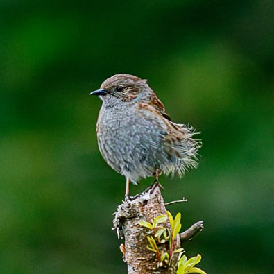 "Dunnock" by Mike Kelly