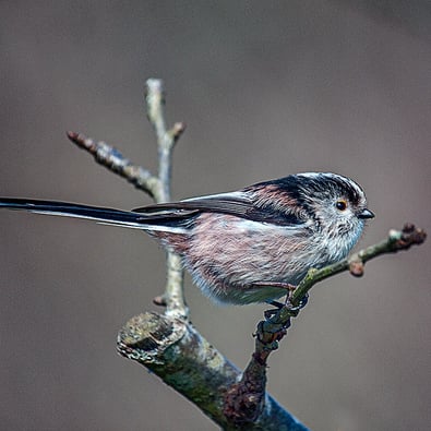 "Long-tailed Tit" by Mike Kelly