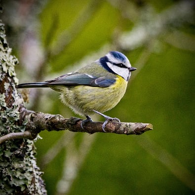 "Blue Tit" by Mike Kelly