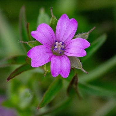 "Dove's Foot Crane's Bill" by Mike Kelly