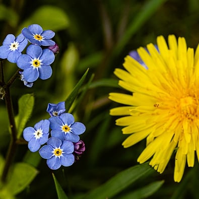 "Forget-me-not and Dendelion" by Mike Kelly