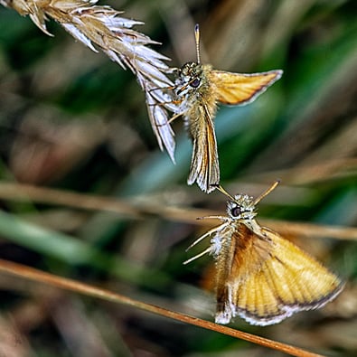 "Essex Skippers" by Mike Kelly