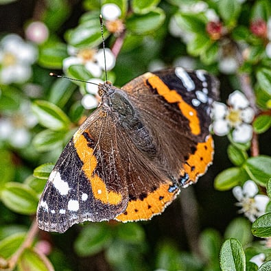 "Red Admiral" by Mike Kelly