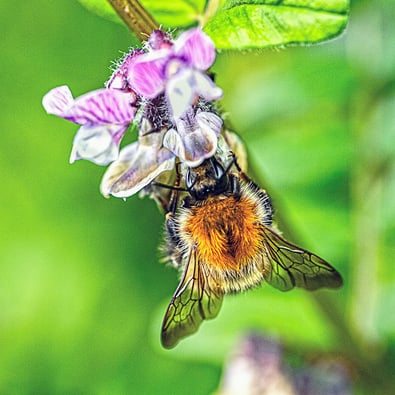 "Carder Bee on Vetch" by Mike Kelly