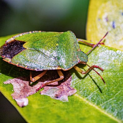 "Hawthorn Shieldbug" by Mike Kelly