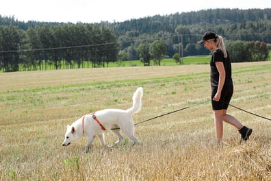 exercice de chien de piste