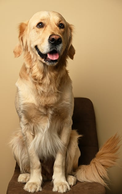 a golden retriever sitting on a chair with the tongue out