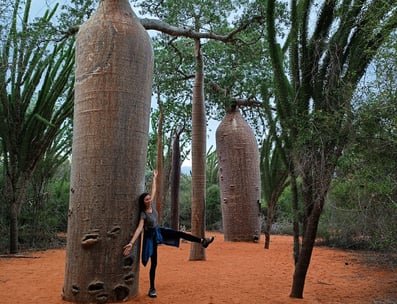 Mangily Baobab Forest in Madagascar