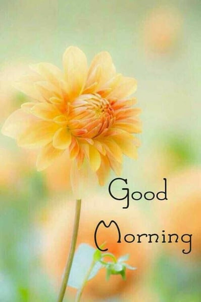 Good Morning greeting image with nature and floral design