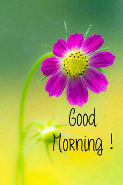 Good Morning greeting image with nature and floral design