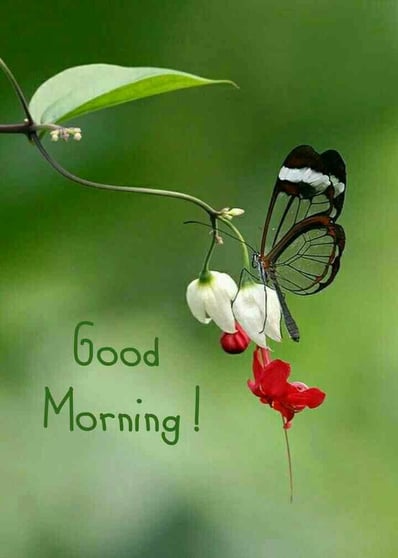 Good Morning greeting image with nature, insect and floral design