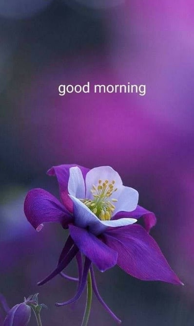 Good Morning greeting image with nature and floral design