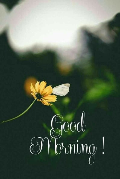 Good Morning greeting image with nature and floral design