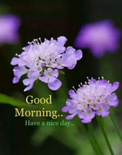 Good Morning greeting image with nature and floral design