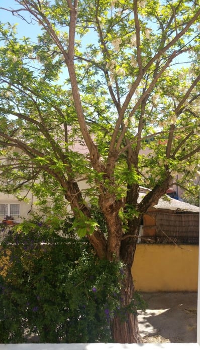 Rénovation studio location saisonnière au port de Saint-Elme, La Seyne-sur-Mer. Vue de la cour avec arbre fleuri.