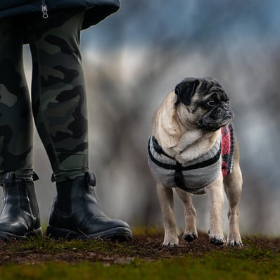 Cute pug stands watch over owner