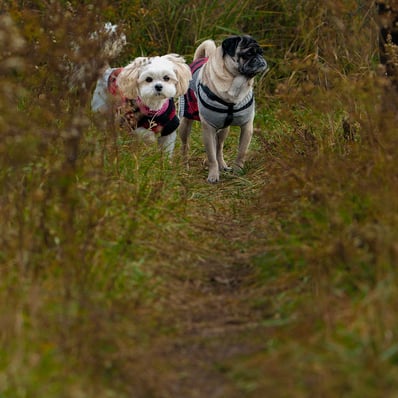 Little white dog and pug friend look down the path