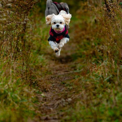 Little white dog flies down the path