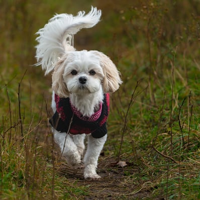 Little white dog comes down the path