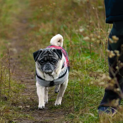 Little pug comes down the path