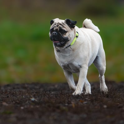 Cute pug at the dog park