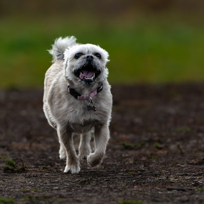 cute little white dog with morning sun behind her