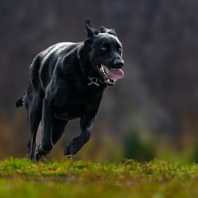 Intense black dog cresting a hill running