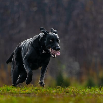 Intense black dog cresting a hill running