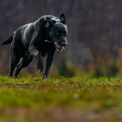 Intense black dog cresting a hill running