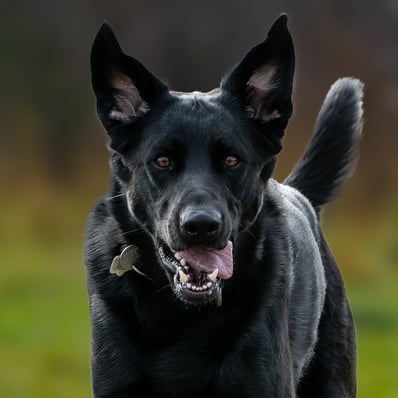 Large black dog with happy expression