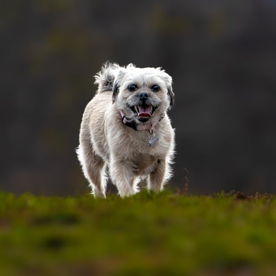 cute little white dog with morning sun behind her