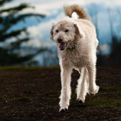 Fluffy white dog with the morning sun behind her