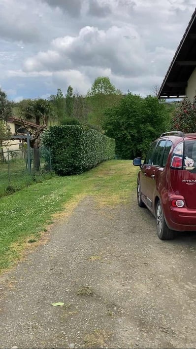 taille de haie après