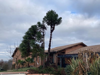 démontage arbre maison