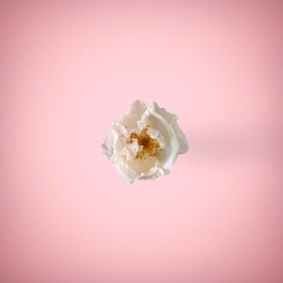 White rose in a ping background