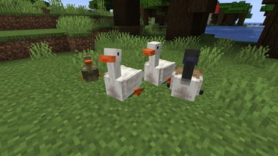 Taming adorable geese