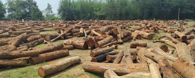 "Large stockpile of various forest woods from Chhattisgarh–suitable for timber, handmade wood craft, furniture, and more"