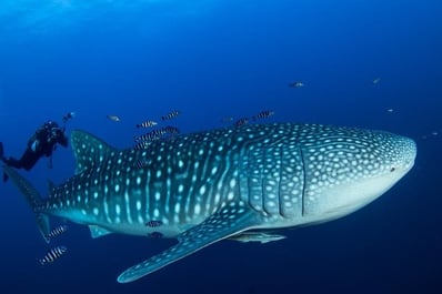 Requin Baleine