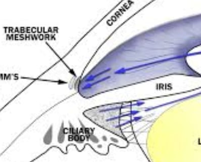 beta-blockers in glaucoma mechanism of action