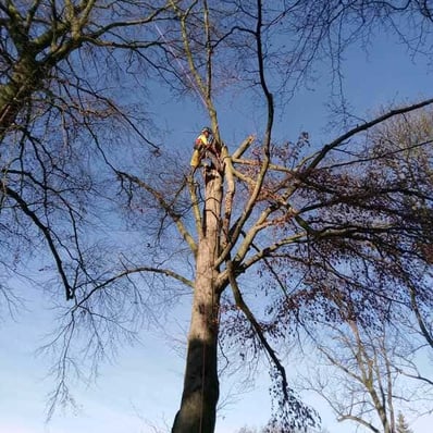 Oceňování dřevin, posouzení stavu stromů